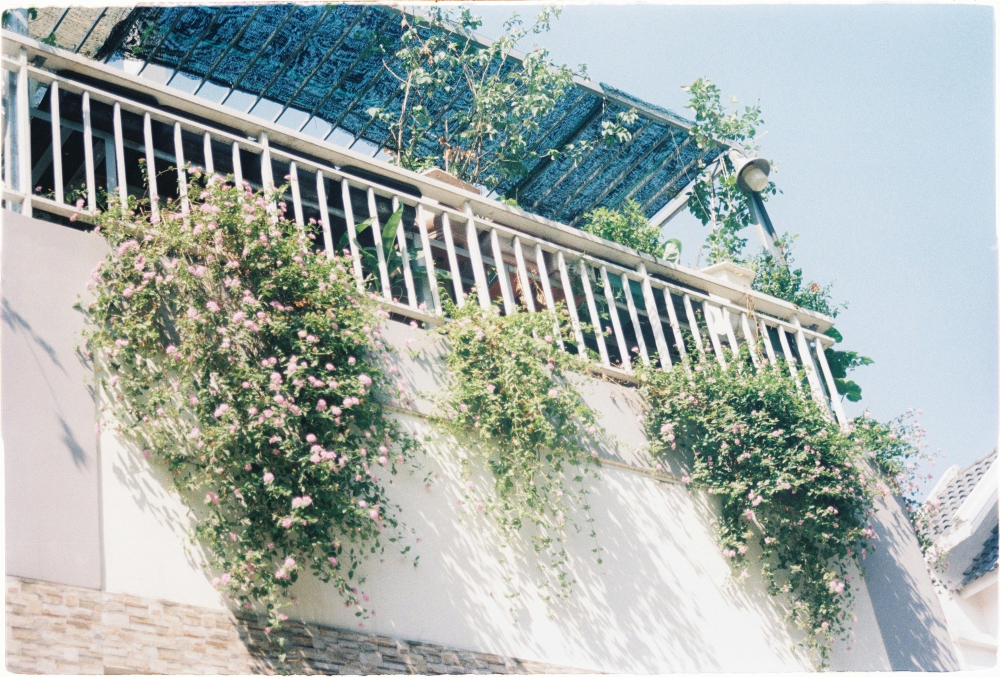 A plant-covered balcony in bright daylight