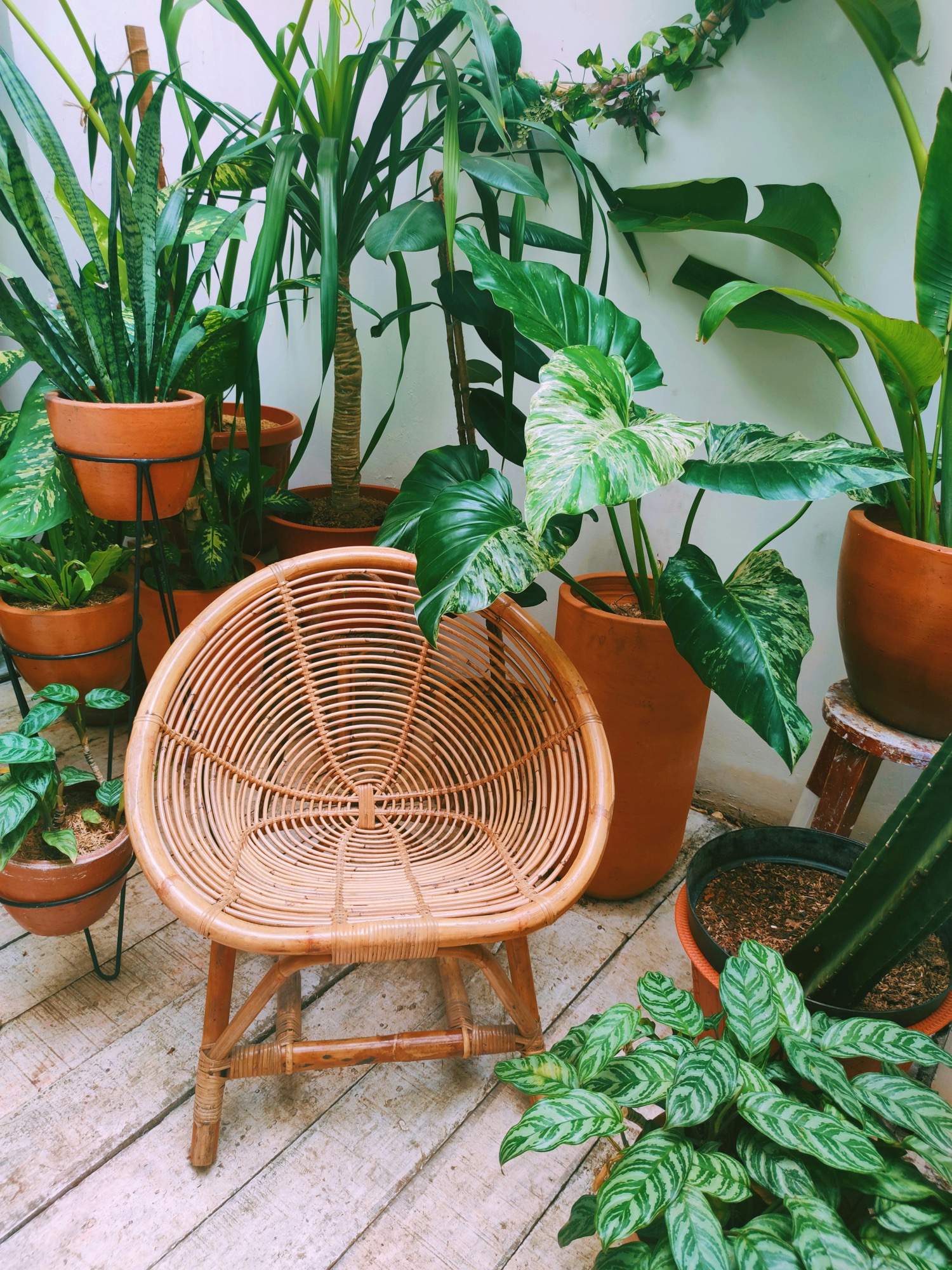Rattan outdoor chair surrounded by tropical plants